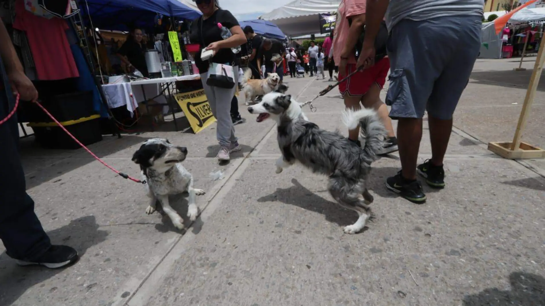 Dog Fest Soledad